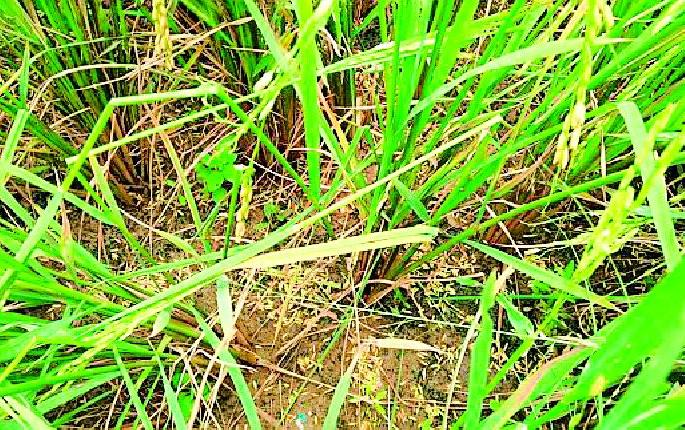 Huge damage to summer grain by hail | गारपिटीने उन्हाळी धानाचे प्रचंड नुकसान