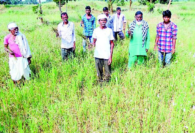 There is no rain water for the rainy season | पाण्याअभावी धानपीक करपले