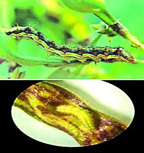 Protect the crops from rabi crops | रबी पिकांचे अळींपासून संरक्षण करा Protect the crops from rabi crops | रबी पिकांचे अळींपासून संरक्षण करा