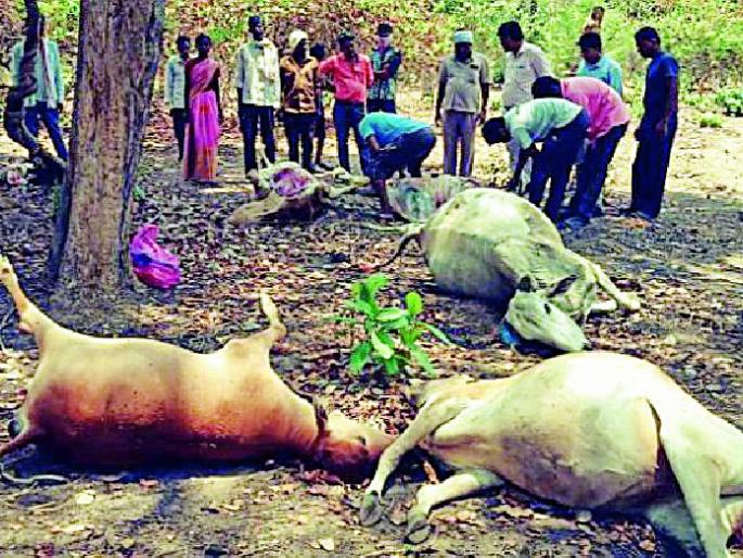 The death of seven animals and two goats | सात जनावरे व दोन शेळ्यांचा मृत्यू The death of seven animals and two goats | सात जनावरे व दोन शेळ्यांचा मृत्यू