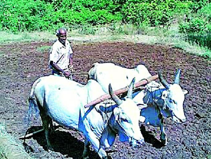 Only 500 farmers took their own crop insurance | केवळ ५०० शेतकऱ्यांनी काढला स्वत:हून पीक विमा