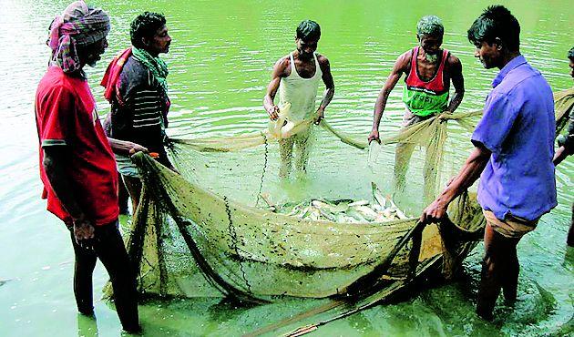 Aim of 2,000 tonnes of fish production this year | यावर्षी दोन हजार टन मत्स्य उत्पादनाचे उद्दिष्ट Aim of 2,000 tonnes of fish production this year | यावर्षी दोन हजार टन मत्स्य उत्पादनाचे उद्दिष्ट