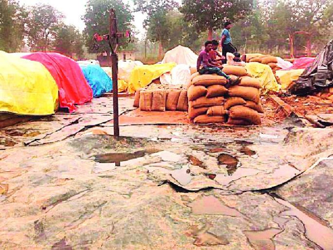 Paddy chimba by rain | पावसाने धान चिंब