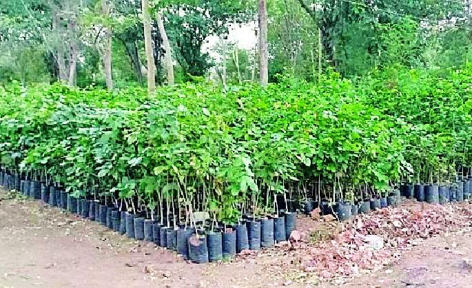 Aim of 1 crore 9 lakh plantation this year | यावर्षी १ कोटी ९ लाख वृक्षारोपणाचे उद्दिष्ट