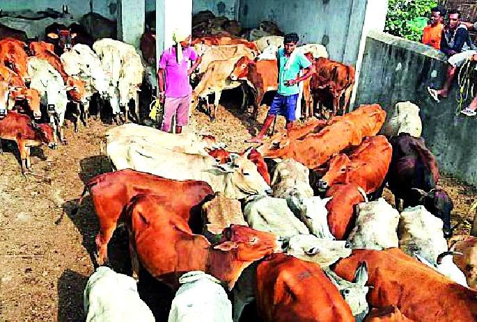 68 Freedom of animals | ६८ जनावरांची मुक्तता