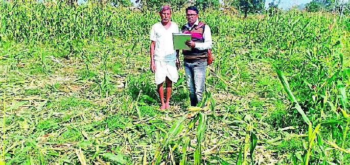 The scum of rocks in maize crop | मका पिकात रानडुकरांचा धुमाकूळ The scum of rocks in maize crop | मका पिकात रानडुकरांचा धुमाकूळ