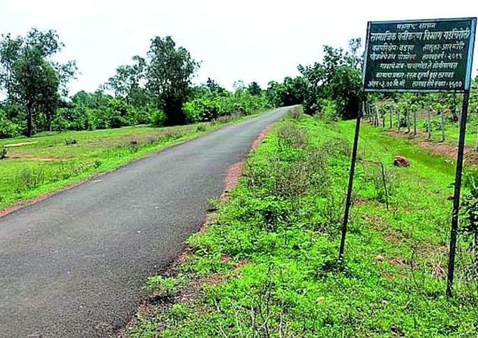 Out of 33 crore tree planting scheme, 60% trees are missing | ३३ कोटी वृक्ष लागवड याेजनेतील ६० टक्के वृक्ष गायब