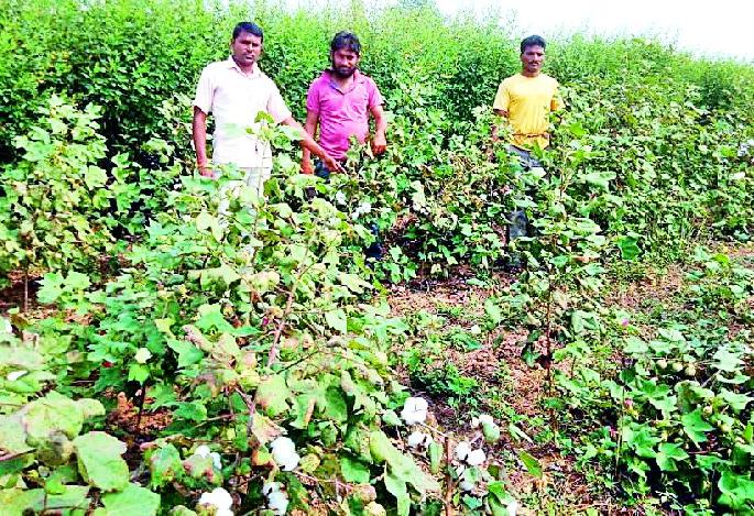 Grown white gold | चांदोरीत उगवले पांढरे सोने Grown white gold | चांदोरीत उगवले पांढरे सोने