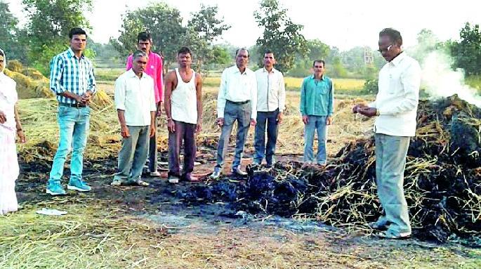 Burnt of fire was burned in three and a half | साडेतीन एकरातील धानाचे पुंजणे जळाले Burnt of fire was burned in three and a half | साडेतीन एकरातील धानाचे पुंजणे जळाले