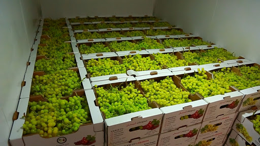 Grape export slows down: Cold storage costs drivers millions | द्राक्ष निर्यातीचा वेग कमी : चालक अडचणीत कोल्ड स्टोरेजला लाखोंची झळ