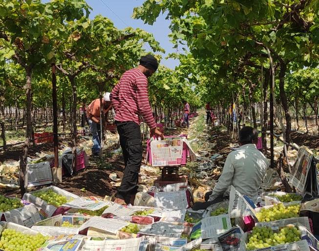 Grapes are fetching exorbitant prices | द्राक्षाला मिळतोय कवडीमोल भाव Grapes are fetching exorbitant prices | द्राक्षाला मिळतोय कवडीमोल भाव