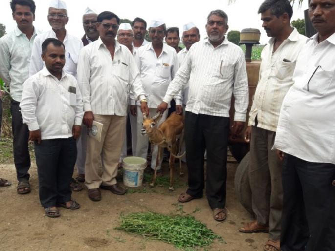 Primavera of blackwhats saved from dogs attack | कुत्र्यांच्या हल्ल्यातून वाचविले काळविटाचे प्राण