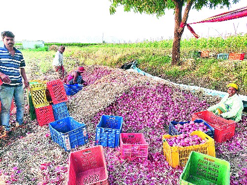 Growers in trouble due to unsatisfactory rates for onions | कांद्याला समाधानकारक दर नसल्यामुळे उत्पादक अडचणीत Growers in trouble due to unsatisfactory rates for onions | कांद्याला समाधानकारक दर नसल्यामुळे उत्पादक अडचणीत