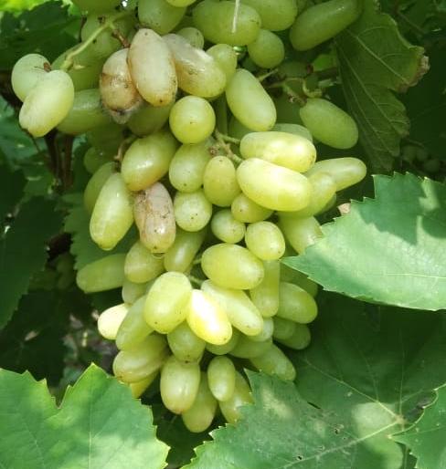 In the Khedlezhunge area, grape seedlings are broken, gardeners are worried | खेडलेझुंगे परिसरात द्राक्ष मण्यांना तडे, बागायतदार हवालदिल