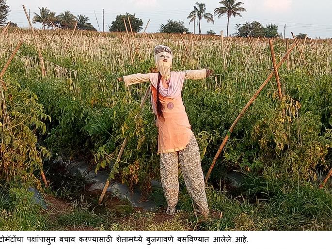 Farmers are losing due to production of tomatoes and other crops | टोमॅटो अन् इतर पिकांचे उत्पादन घटल्याने शेतकरी तोट्यात Farmers are losing due to production of tomatoes and other crops | टोमॅटो अन् इतर पिकांचे उत्पादन घटल्याने शेतकरी तोट्यात