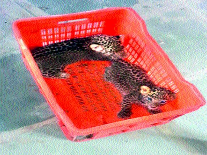 The leopard's female was found in Karanjya | करंजी येथे बिबट्याची मादी आढळली मृतावस्थेत