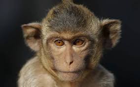 Death of a monkey by the blow of an unknown vehicle | अज्ञात वाहनाच्या धडकेने वानराचा मृत्यू Death of a monkey by the blow of an unknown vehicle | अज्ञात वाहनाच्या धडकेने वानराचा मृत्यू