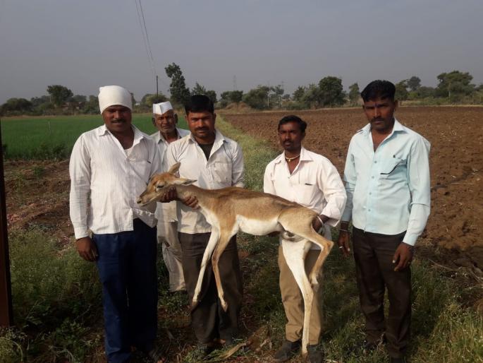 Prana survived the hare due to farmer's alertness | शेतकऱ्याच्या सतर्कतेमुळे वाचले हरिणीचे प्राण Prana survived the hare due to farmer's alertness | शेतकऱ्याच्या सतर्कतेमुळे वाचले हरिणीचे प्राण