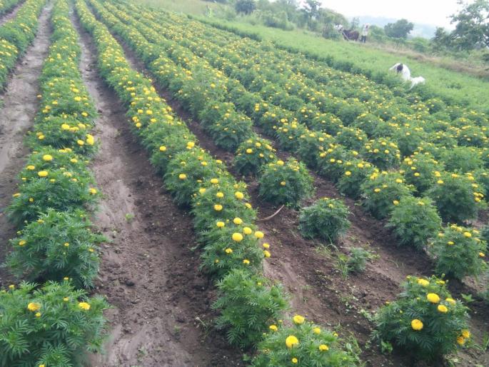 Marigold flower business concerns as festival approaches | याञौत्सव बंद असल्याने झेंडू फूल व्यवसायिक चिंतीत