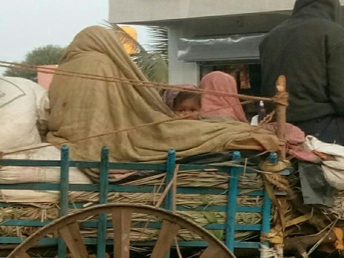  Hoodhoodie in the Naigaon Valley! | नायगाव खोऱ्यात हुडहुडी !