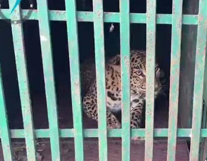 Two bibits were burnt in the Khetia area | खेतिया परिसरात दोन बिबटे जाळ्यात