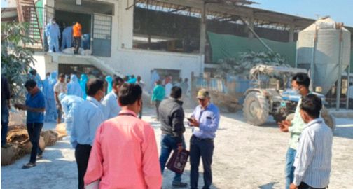 Kalinga of two lakh goats in Navapur | नवापूरात दोन लाख काेंबड्यांची कलींग Kalinga of two lakh goats in Navapur | नवापूरात दोन लाख काेंबड्यांची कलींग