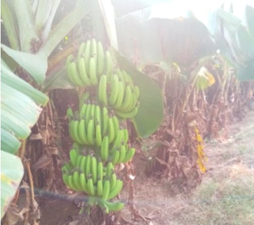 Farmers in crisis due to fall in banana prices | केळीचे दर घसरल्याने शेतकरी संकटात Farmers in crisis due to fall in banana prices | केळीचे दर घसरल्याने शेतकरी संकटात