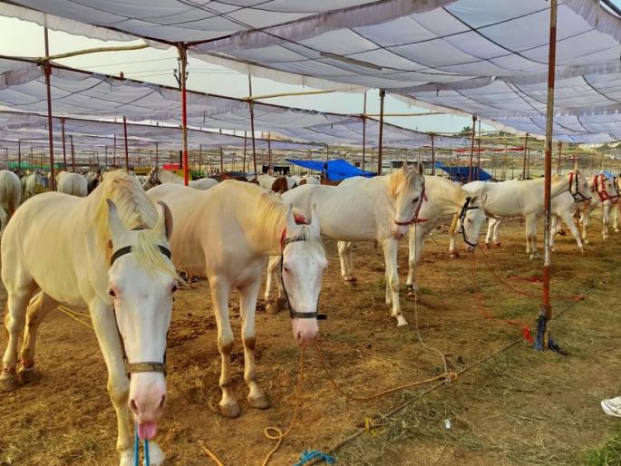 Equestrian race to be played at Sarangkheda Yatra | सारंगखेडा यात्रोत्सवात रंगणार अश्वशर्यती Equestrian race to be played at Sarangkheda Yatra | सारंगखेडा यात्रोत्सवात रंगणार अश्वशर्यती