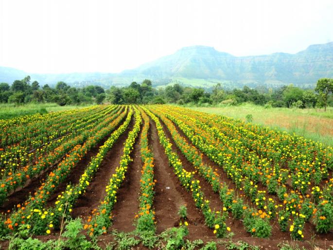 zendu flowers in Bhor taluka | भोर तालुक्यात झेंडूचे फुलले मळे zendu flowers in Bhor taluka | भोर तालुक्यात झेंडूचे फुलले मळे