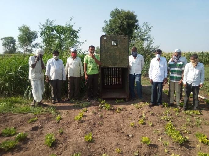 A cage for leopards was set up at Nirhale | निऱ्हाळे येथे लावला बिबट्यासाठी पिंजरा