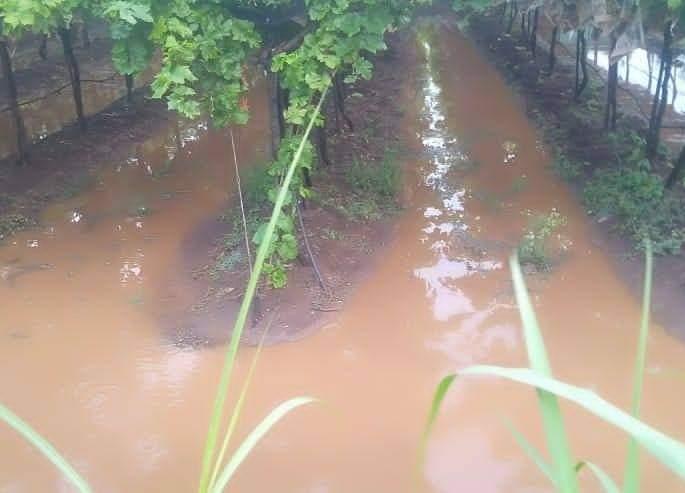 Instructions for conducting panchnama of loss in Niphad taluka | निफाड तालुक्यातील नुकसानीचे पंचनामे करण्याच्या सूचना