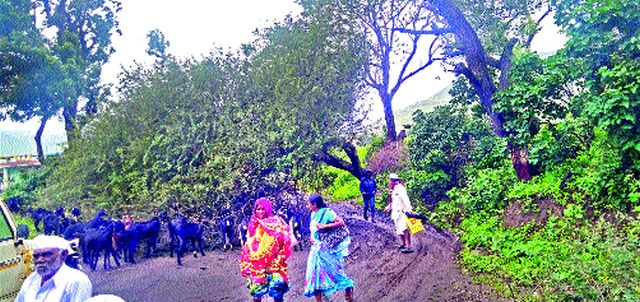 Traffic jam due to tree fell on Sinnar -Thangaon road | सिन्नर -ठाणगाव रस्त्यावर झाड पडल्याने वाहतूक ठप्प Traffic jam due to tree fell on Sinnar -Thangaon road | सिन्नर -ठाणगाव रस्त्यावर झाड पडल्याने वाहतूक ठप्प