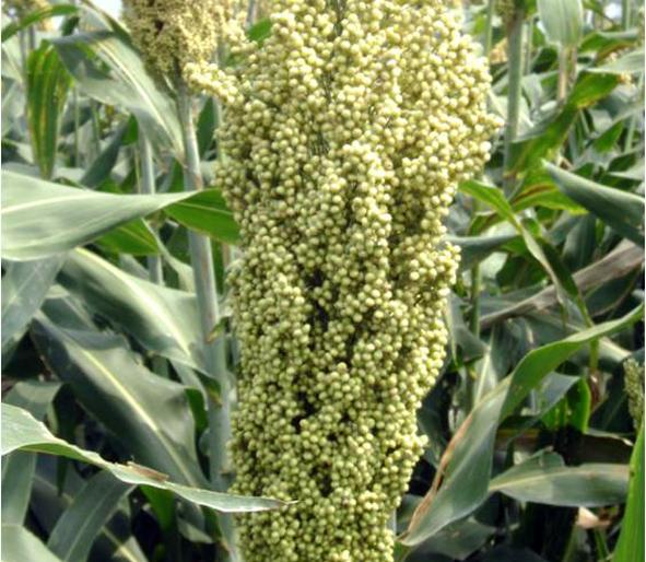 Parvani Taluka sanctioned paddy yield of Rs. 7 crores | परभणी तालुक्याला ७ कोटी रुपयांचा पीकविमा मंजूर Parvani Taluka sanctioned paddy yield of Rs. 7 crores | परभणी तालुक्याला ७ कोटी रुपयांचा पीकविमा मंजूर