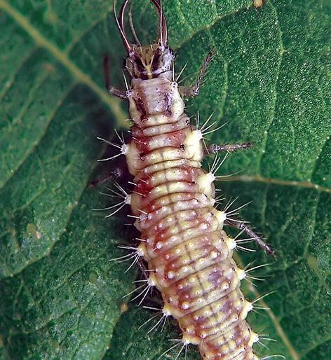 Parbhani: Infiltration of military aloe on maize crop | परभणी : मका पिकावर लष्करी अळीचा प्रादुर्भाव