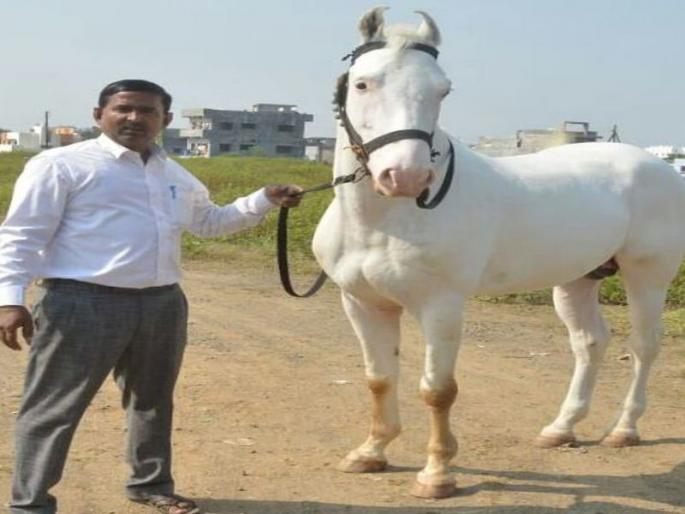 A 'cloud' of 3 lakhs rides to the Sarangkhed | ५१ लाखांच्या ‘बादल’ची निघाली सारंगखेड्याला स्वारी A 'cloud' of 3 lakhs rides to the Sarangkhed | ५१ लाखांच्या ‘बादल’ची निघाली सारंगखेड्याला स्वारी