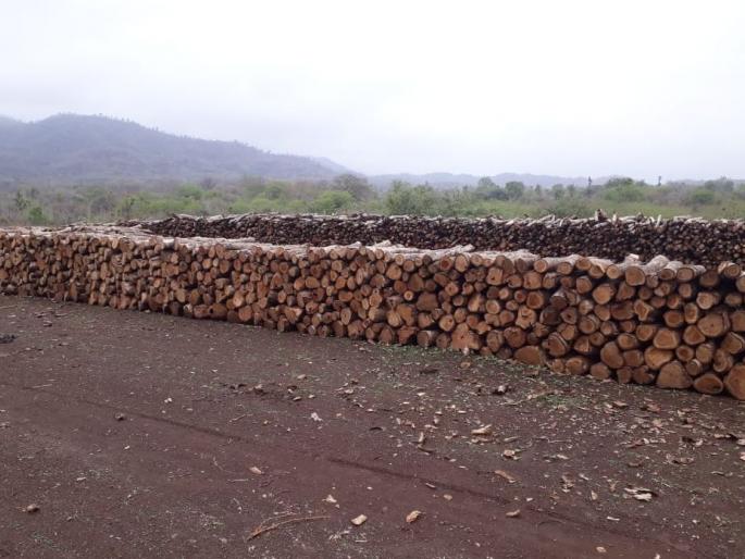 At the foot of the Satpura, planting of a tree | सातपुड्याच्या पायथ्याशी वृक्षतोडीचा सपाटा सुरूच At the foot of the Satpura, planting of a tree | सातपुड्याच्या पायथ्याशी वृक्षतोडीचा सपाटा सुरूच