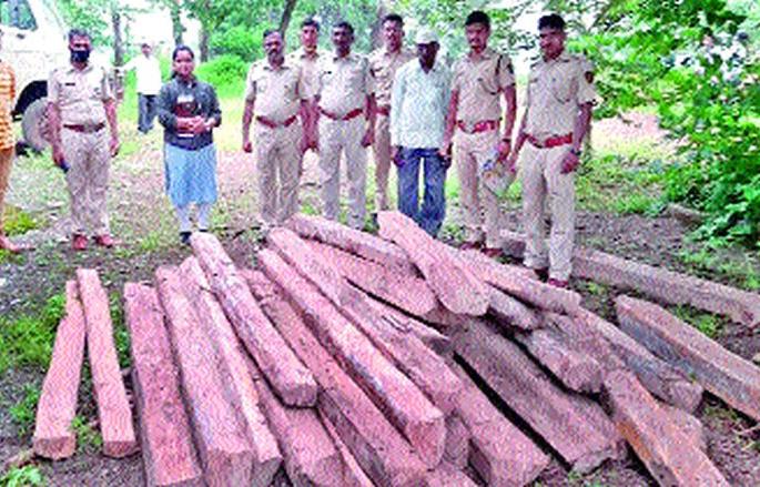 Peth stopped smuggling of saga | पेठला सागाची तस्करी रोखली Peth stopped smuggling of saga | पेठला सागाची तस्करी रोखली