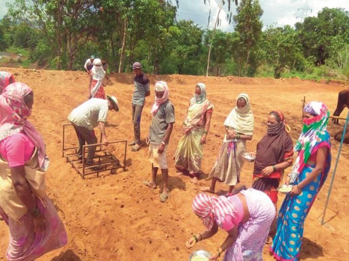 Rice production will triple by Saguna method; Preference of 200 farmers | सगुणा पध्दतीने भाताचे उत्पादन वाढणार तिपटीने; २०० शेतक-यांची पसंती