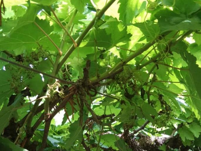 Damage to vineyards with return showers | परतीच्या पावसाने द्राक्षबागांची हानी Damage to vineyards with return showers | परतीच्या पावसाने द्राक्षबागांची हानी