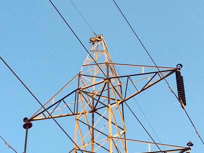 Rescue stuck on towers after 20 hours | टॉवरवर अडकलेल्या वानराची तब्बल २० तासांनी सुटका Rescue stuck on towers after 20 hours | टॉवरवर अडकलेल्या वानराची तब्बल २० तासांनी सुटका