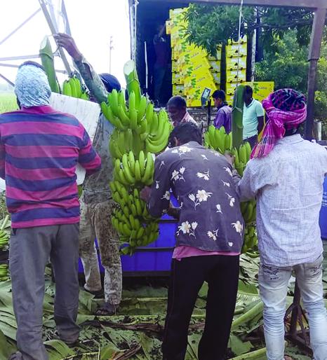 Solapuri banana is the basis of Bengali labor | महिन्याला ५०० कोटींची उलाढाल असलेल्या सोलापुरी केळीला आता बंगाली मजुरांचा आधार