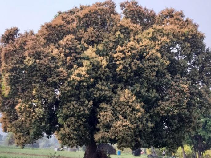 Mango producers in trouble | आंबा उत्पादक संकटात