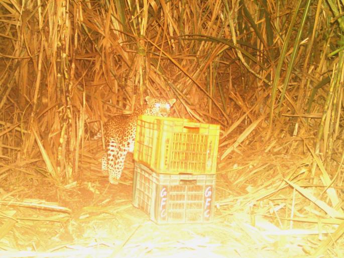 Leopard cubs found in Wadgaon Lambe Shivara | वडगाव लांबे शिवारात आढळले बिबट्याचे पिल्लू Leopard cubs found in Wadgaon Lambe Shivara | वडगाव लांबे शिवारात आढळले बिबट्याचे पिल्लू