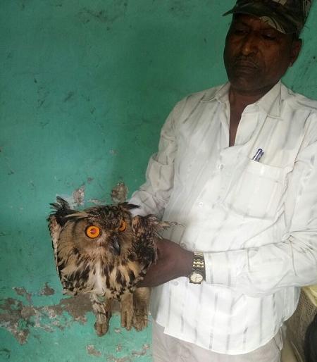 Ten cortex surgery on the rare wounded owl Lives found in the wild in the woods | दुर्मीळ जखमी घुबडावर दहा टाक्यांची शस्त्रक्रिया. वाईतील प्राणीमित्रांमुळे मिळाले जीवदान
