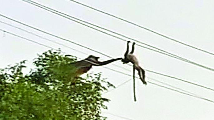The monkey's struggle to save the baby monkey was in vain | पिल्लाला वाचविण्यासाठी माकडाची धडपड ठरली निष्फळ The monkey's struggle to save the baby monkey was in vain | पिल्लाला वाचविण्यासाठी माकडाची धडपड ठरली निष्फळ