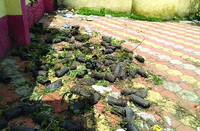  Mangarulpir Panchayat Samiti; Tree planting seedlings kept a side | मंगरुळपीर पंचायत समिती; वृक्ष लागवडीतील रोपे पडली अडगळीत