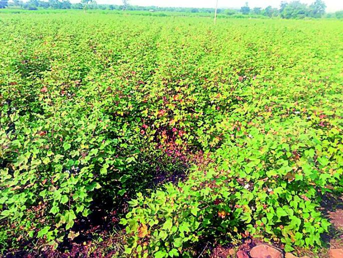 Ulanchwadi in the capsule two-sided | दोन वेच्यातच कपाशीची उलंगवाडी Ulanchwadi in the capsule two-sided | दोन वेच्यातच कपाशीची उलंगवाडी