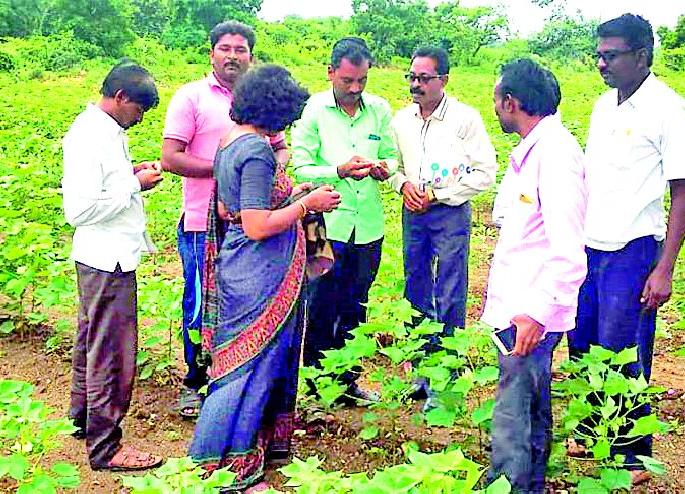 Inspector of Bond-drought affected agriculture superintendent | बोंडअळीग्रस्त क्षेत्राची कृषी अधीक्षकांकडून पाहणी