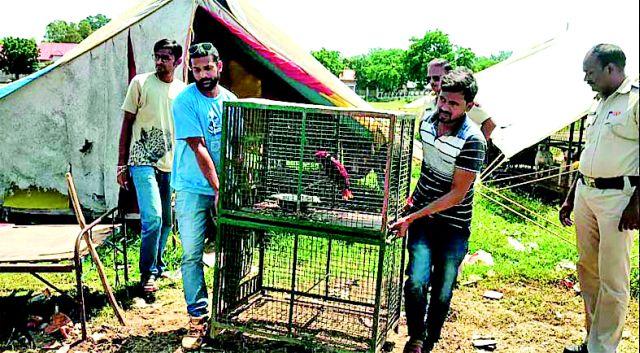Animals from Amravati have been admitted to Karuna Ashram of Wardha | अमरावतीमधील प्राणी वर्ध्याच्या करूणाश्रमात दाखल