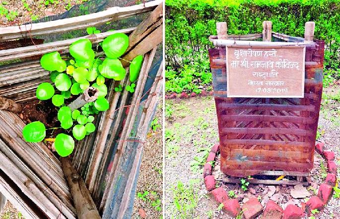 Strict security to the tree planted by the President | राष्ट्रपतींनी लावलेल्या वृक्षाला कडक सुरक्षा